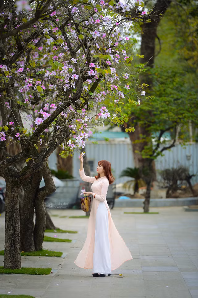 Nữ sinh Hà thành dịu dàng trong sắc hoa ban ảnh 4
