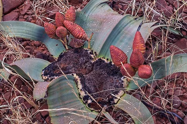 Loài cây lạ lùng, xấu xí nhất vương quốc thực vật chỉ có lá mà không có thân ảnh 6