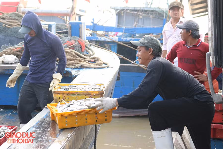 Ngư dân Nghệ An "chạy đua" với thời gian trước khi bão vào.