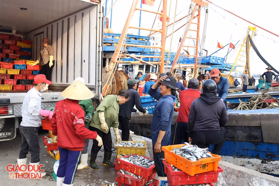 Tranh thủ thời tiết đẹp, tiểu thương thu mua những mẻ cá cuối trước khi bão vào.