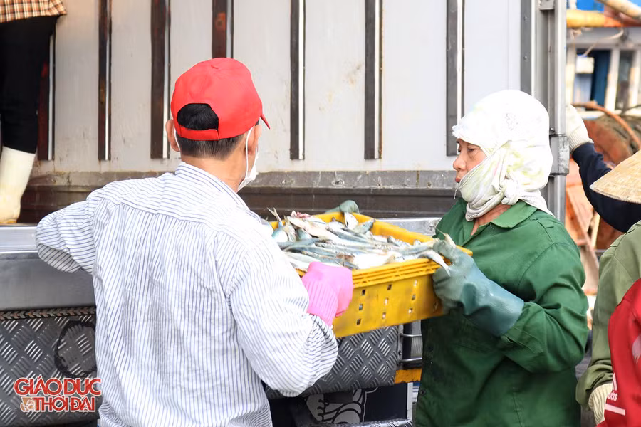 Bốc xếp cá vừa đánh bắt được lên xe đông lạnh.