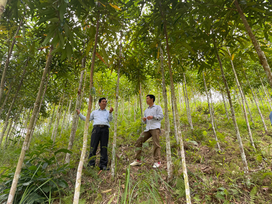 Đến nay, huyện Mường Tè đã có trên 1.800ha quế. Đến nay, huyện Mường Tè đã có trên 1.800ha quế.