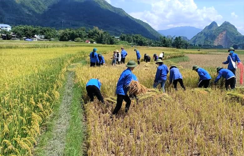 Đoàn xã Mường Cang giúp hộ dân thu hoạch lúa.