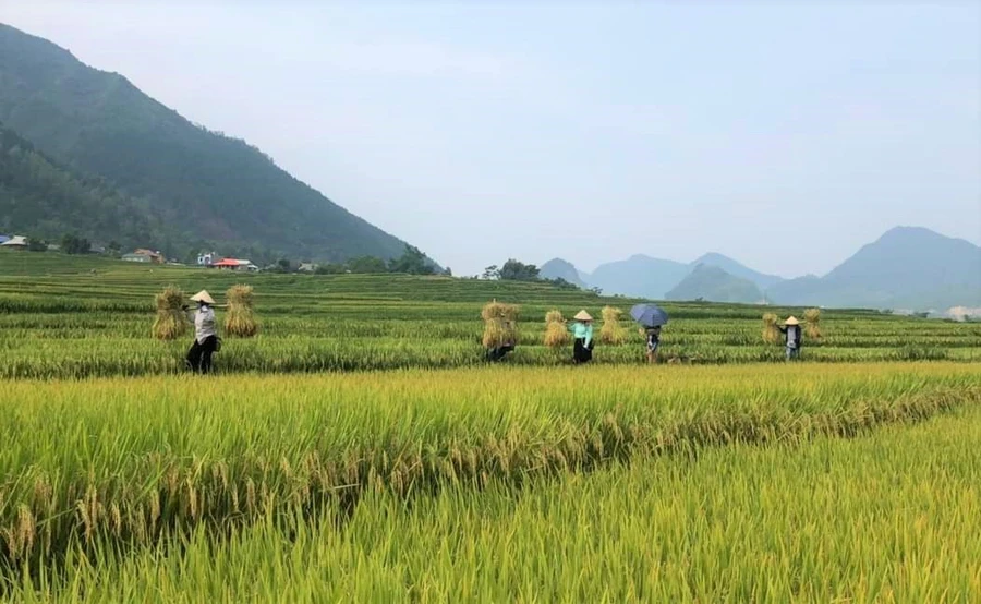 Vụ mùa ở Mường Cang.