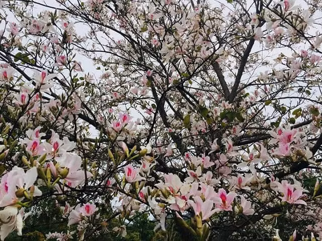 dac san nom hoa ban bui beo co 1-0-2 thom nung nuc "gay thuong nho" hinh anh 1