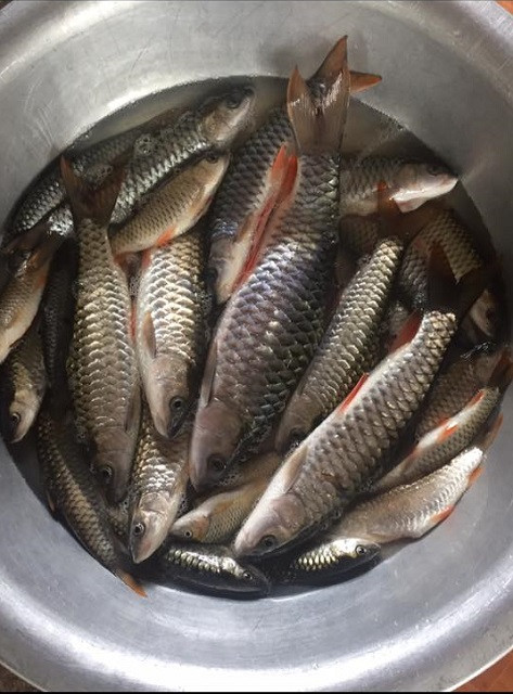 dac san nom hoa ban bui beo co 1-0-2 thom nung nuc "gay thuong nho" hinh anh 3