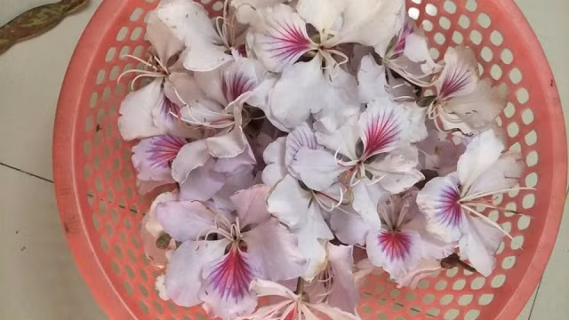 dac san nom hoa ban bui beo co 1-0-2 thom nung nuc "gay thuong nho" hinh anh 2