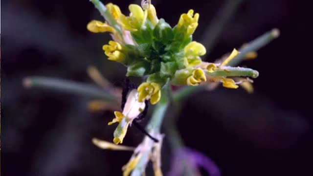 Giới khoa học tuyên bố phát hiện loài hoa tự chuyển giới - 3