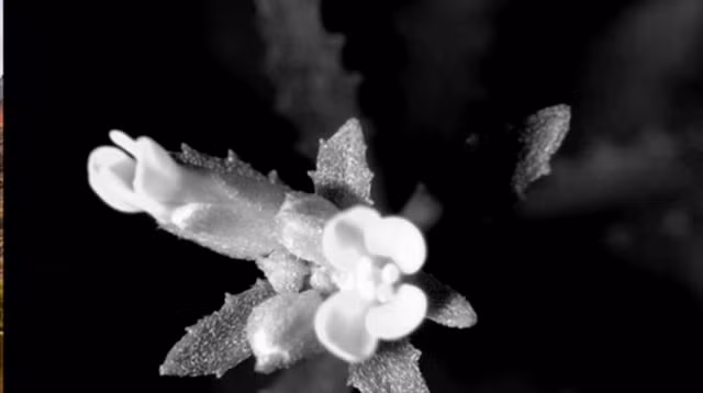 Giới khoa học tuyên bố phát hiện loài hoa tự chuyển giới - 2