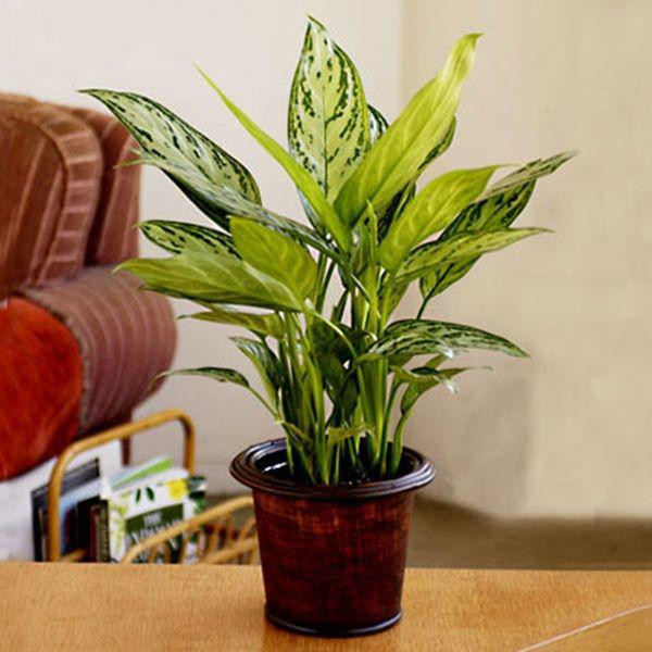 5 thay đổi phong thủy giúp gia chủ hút lộc, giải trừ vận đen chỉ sau một đêm ảnh 3 5 thay doi phong thuy giup gia chu hut loc, giai tru van den sau mot dem - 3