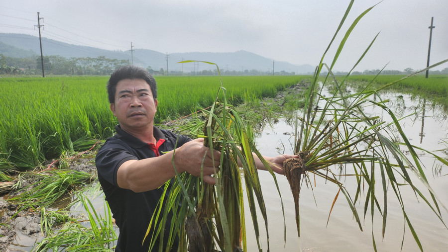 Dân bức xúc trước việc chính quyền cho máy múc vào san ủi, làm hỏng lúa khi chưa được sự đồng thuận mức đền bù. (Ảnh: NT). Dân bức xúc trước việc chính quyền cho máy múc vào san ủi, làm hỏng lúa khi chưa được sự đồng thuận mức đền bù. (Ảnh: NT).