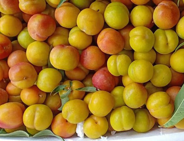 {title} Việt Nam hết mùa, 4 loại mận Tàu đang áp đảo toàn chợ