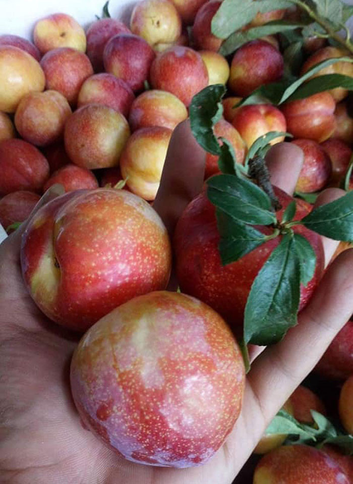 {title} Việt Nam hết mùa, 4 loại mận Tàu đang áp đảo toàn chợ