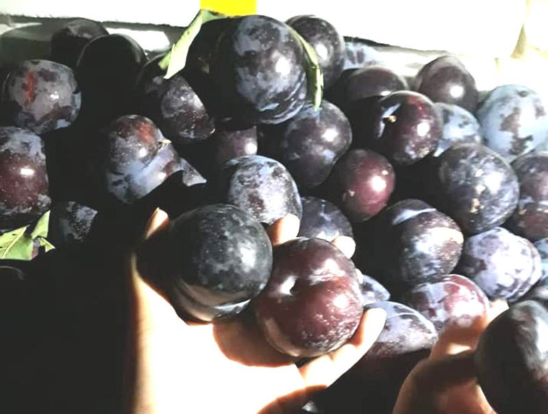 {title} Việt Nam hết mùa, 4 loại mận Tàu đang áp đảo toàn chợ