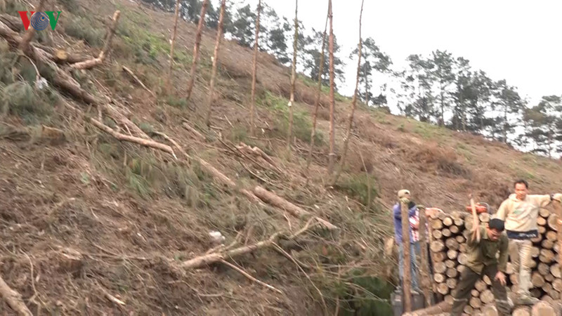 rừng thông ở khu du lịch mẫu sơn đang bị khai thác ồ ạt quy mô lớn hình 2 rung thong o khu du lich mau son dang bi khai thac o at quy mo lon hinh 2