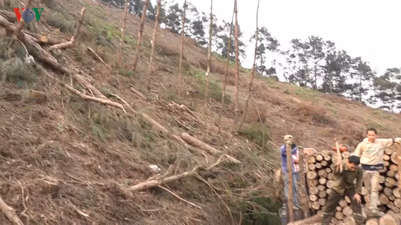 rung thong o khu du lich mau son dang bi khai thac o at quy mo lon hinh 2