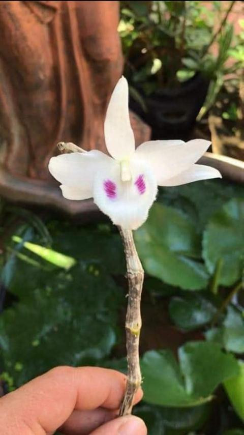 Thương vụ 1 đốt lan giá 3,5 tỷ đồng: Ai mua?