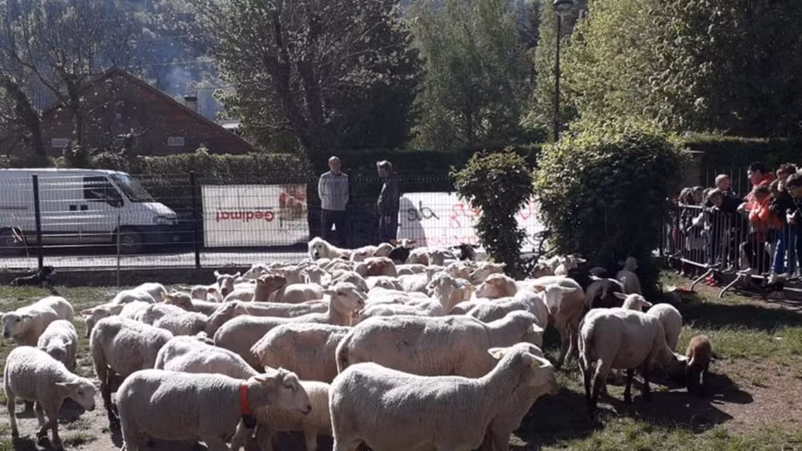 Cừu được đưa vào trường học ở Pháp