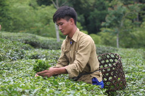 Thủ khoa Nguyễn Đình Thành tranh thủ hái chè kiếm tiền nhập học