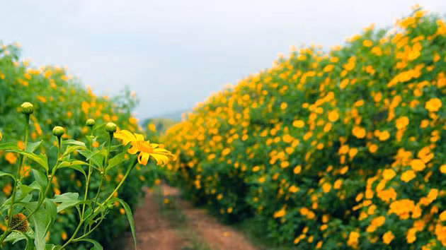 hoa-da-quy-dalat-1-1