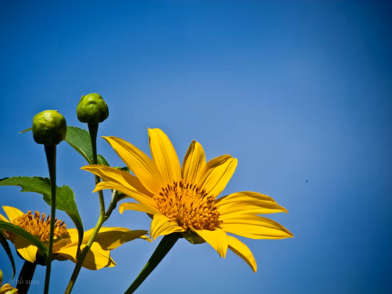 Công dụng chữa bệnh thần kỳ của hoa dã quỳ