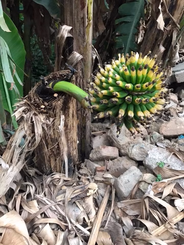 Sức sống mãnh liệt