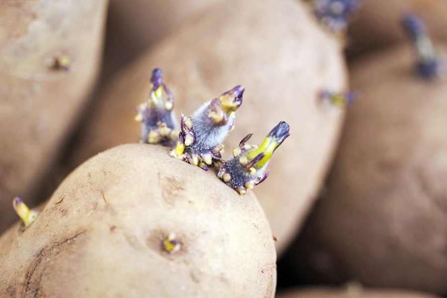 14 loai thuc pham nguy hiem neu ban khong so che dung cach hinh anh 5