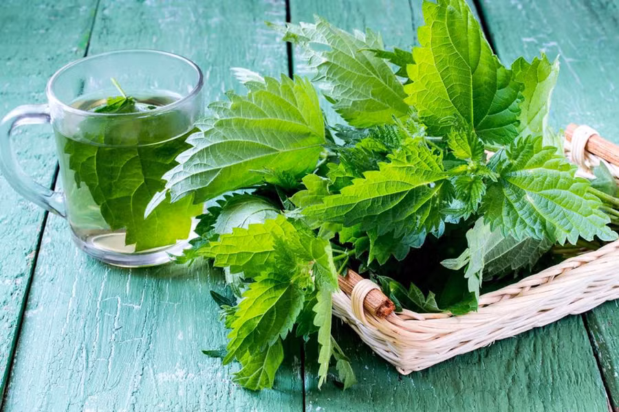 4. Lá cây tầm ma: Những cây tầm ma có chứaaxit formic gây cảm giác nóng rát khi chạm vào. Để loại bỏ các axit, bạn chần sạch lá tầm ma với nước muối, sau khi nấu chín lá này có thể sử dụng để pha trà hoặc thay thế rau bina vì có chứa nhiều protein, sắt, canxi và kali. 14 loai thuc pham nguy hiem neu ban khong so che dung cach hinh anh 4