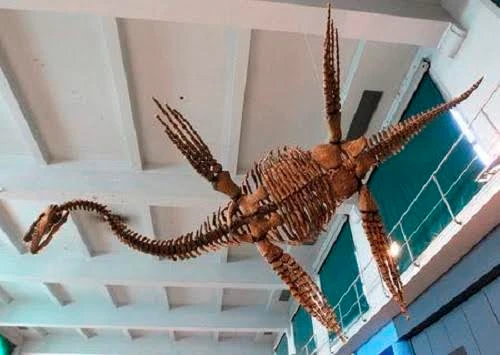 Bản sao loài Plesiosau r có tên "Tuarangisaurus Cabazai" làm từ bột nhựa tổng hợp polyurethane được ghi lại tại Bảo tàng Khoa học tự nhiên Argentina, tại thủ đô Buenos Aires vào ngày 1/7/2013. Ảnh: Reuters