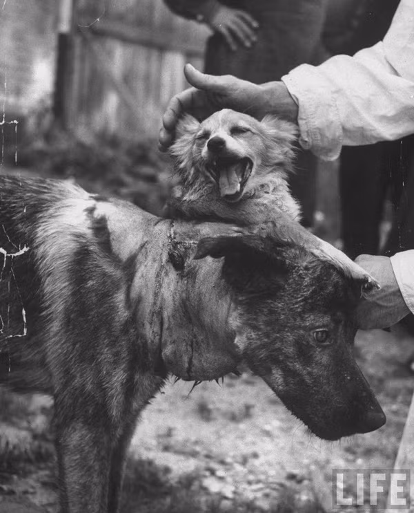 Thí nghiệm kinh hoàng trên động vật: Tội ác dưới cái tên khoa học? ảnh 6