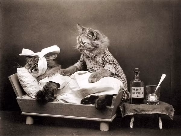 Thí nghiệm kinh hoàng trên động vật: Tội ác dưới cái tên khoa học? ảnh 5