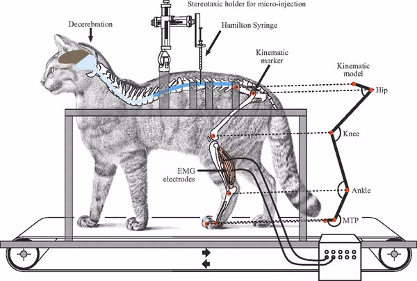 Thí nghiệm kinh hoàng trên động vật: Tội ác dưới cái tên khoa học? ảnh 1