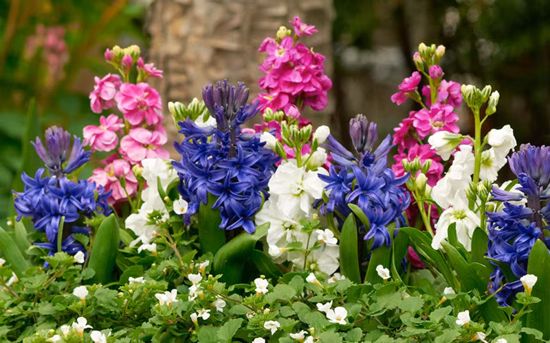 Dùng màu sắc của hoa để trang hoàng lối đi dẫn vào ngôi nhà. (Ảnh: ITN).