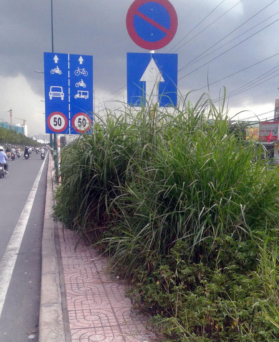 Cỏ dại mọc chờm gần xuống lòng đường Cỏ dại mọc chờm gần xuống lòng đường