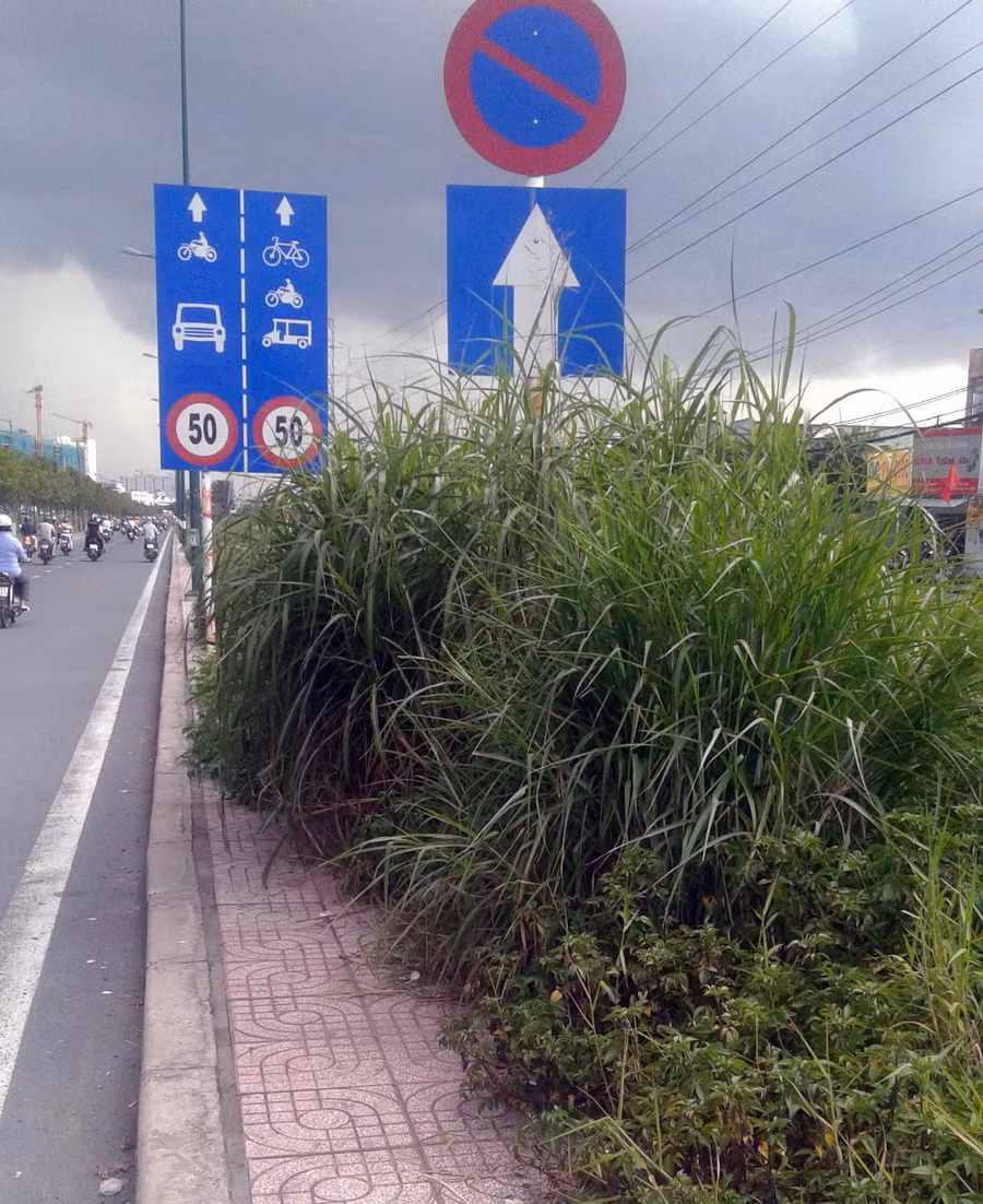 Cỏ dại mọc chờm gần xuống lòng đường