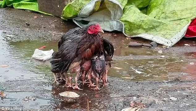 Video: Gà mẹ giang cánh che chở đàn con giữa trời mưa bão