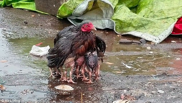 Video: Gà mẹ giang cánh che chở đàn con giữa trời mưa bão - Hình 1