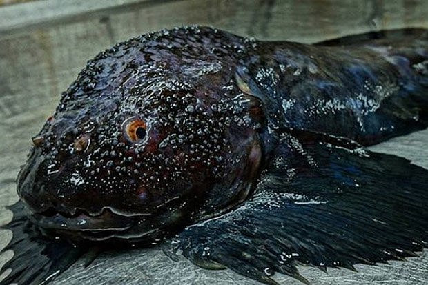 Những quái vật biển sâu kỳ quái nhất trên Trái đất - Hình 4