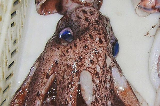 Những quái vật biển sâu kỳ quái nhất trên Trái đất - Hình 3