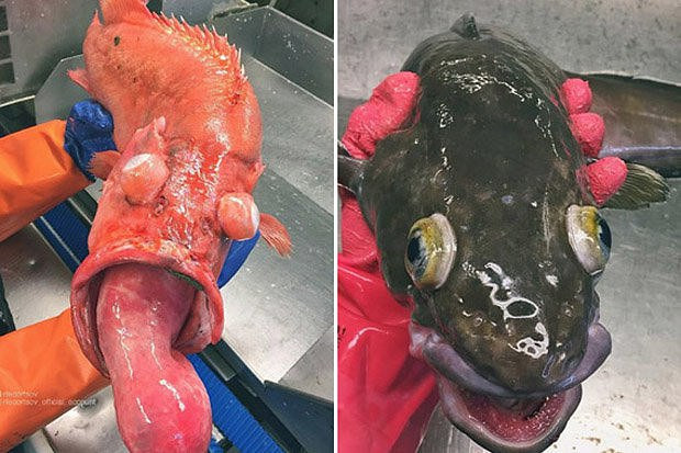 Những quái vật biển sâu kỳ quái nhất trên Trái đất - Hình 1