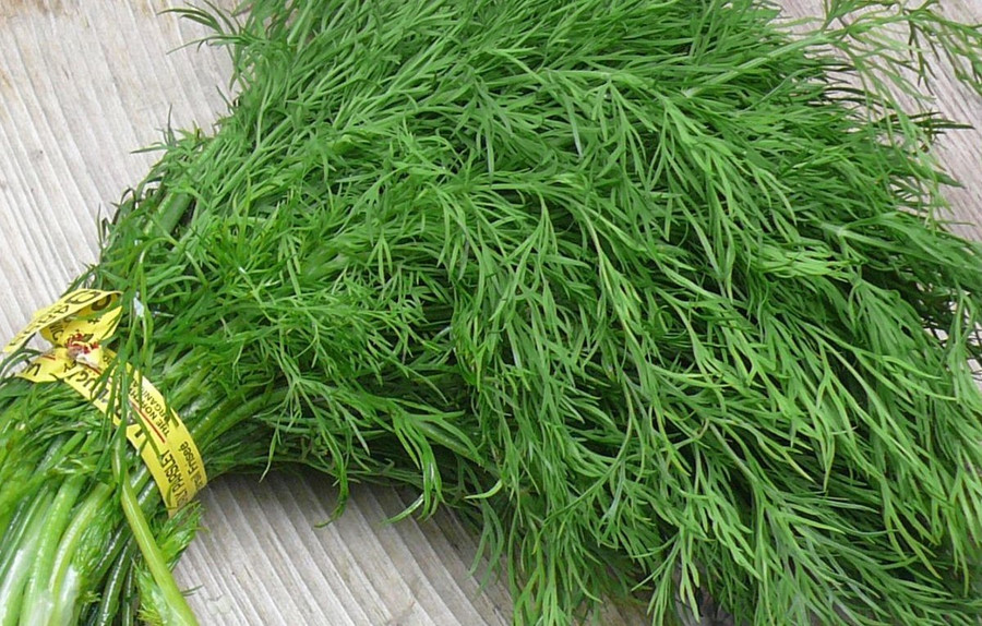 Khoảng 70 hoạt chất trong lá thì là giúp cơ thể phòng bệnh hiệu quả khoang 70 hoat chat trong la thi la giup co the phong benh hieu qua