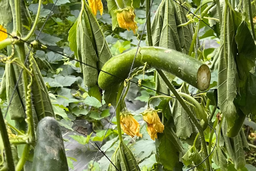 Nhiều quả bí lớn bị cắt ngang thân. (Ảnh: NDCC)