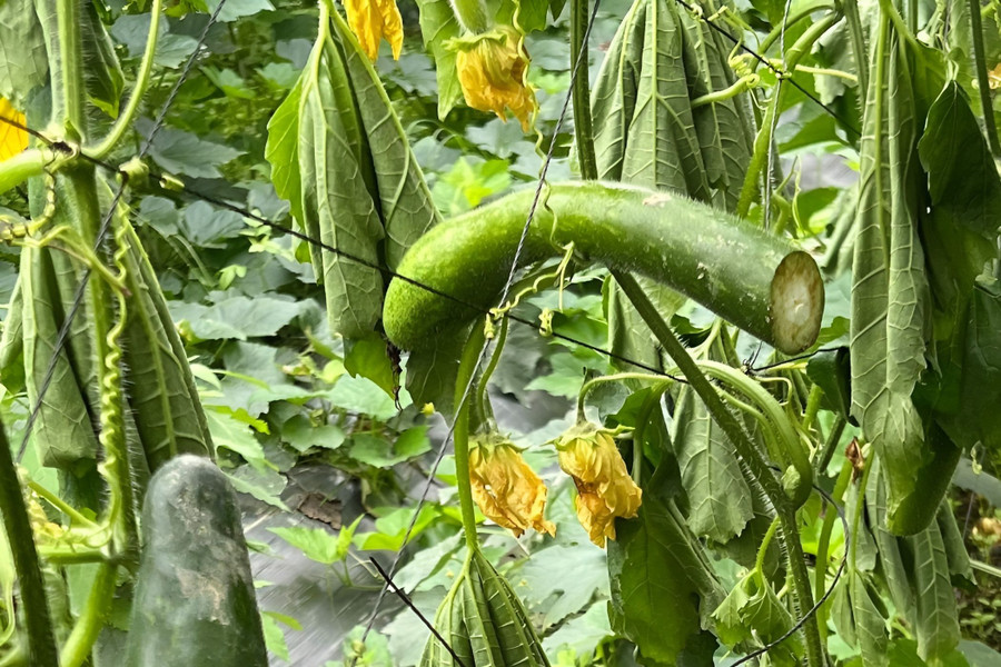 Nhiều quả bí lớn bị cắt ngang thân. (Ảnh: NDCC) Nhiều quả bí lớn bị cắt ngang thân. (Ảnh: NDCC)