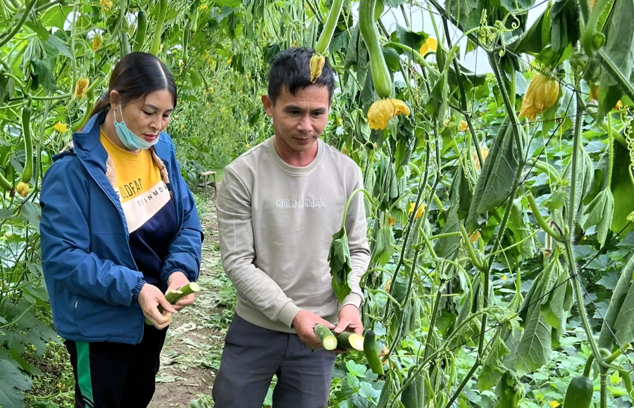 Vợ chồng ông Huynh bên ruộng bí bị phá hoại, cây héo úa. (Ảnh: NDCC)