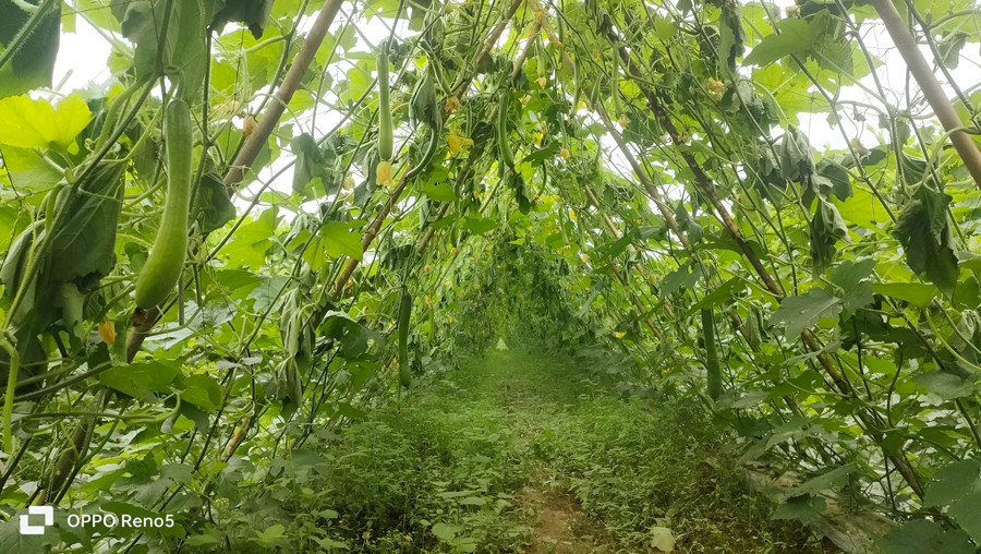 Ước tính khoảng 12.000 gốc bí bị kẻ gian phá hoại. (Ảnh: NDCC) Ước tính khoảng 12.000 gốc bí bị kẻ gian phá hoại. (Ảnh: NDCC)