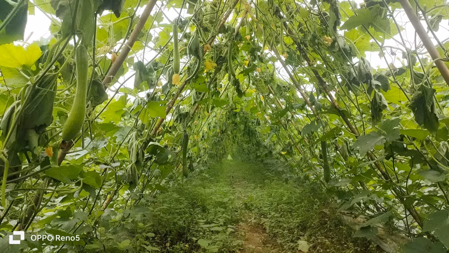 Ước tính khoảng 12.000 gốc bí bị kẻ gian phá hoại. (Ảnh: NDCC)