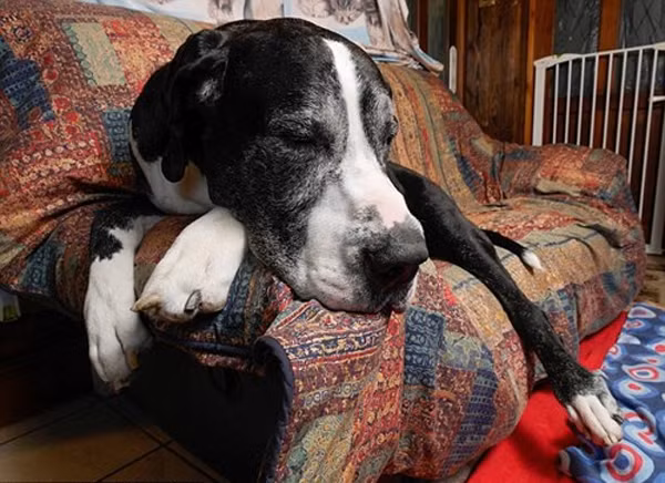 Chú chó lớn nhanh như thổi mỗi bữa ăn hết 5 triệu đồng