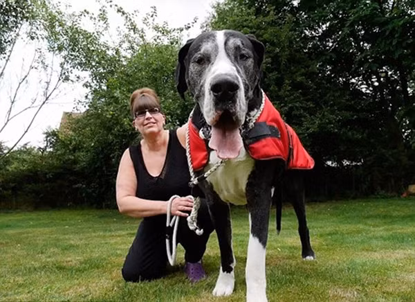 Chú chó lớn nhanh như thổi mỗi bữa ăn hết 5 triệu đồng