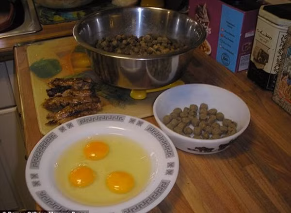 Chú chó lớn nhanh như thổi mỗi bữa ăn hết 5 triệu đồng