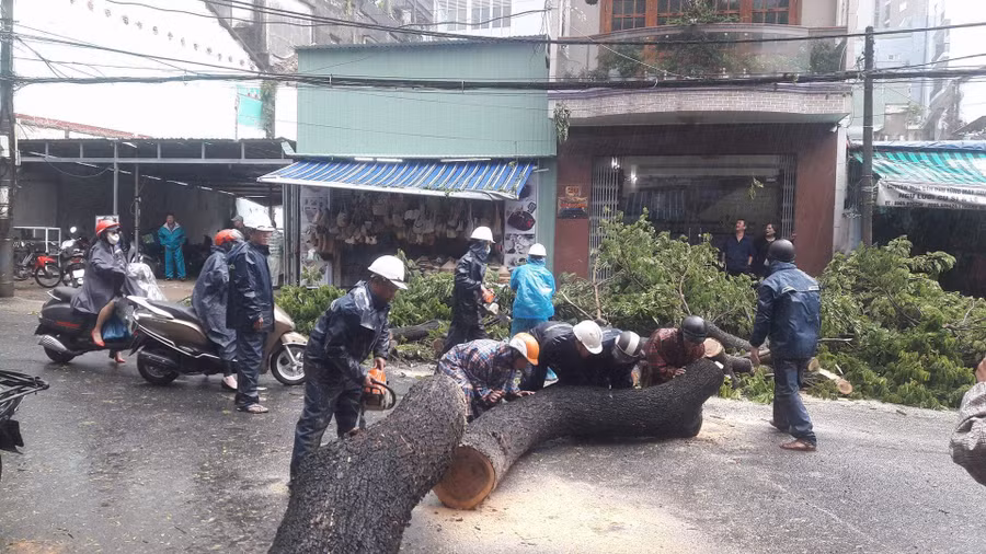 Nhiều cây xanh lớn bị gảy đỗ đã được di dời, đảm bảo giao thông thông suốt.